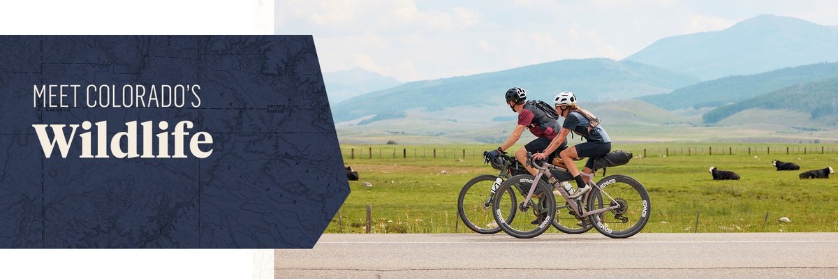 Riders roll past a herd of cattle. The text overlay reads: Meet Colorado’s Wildlfie.