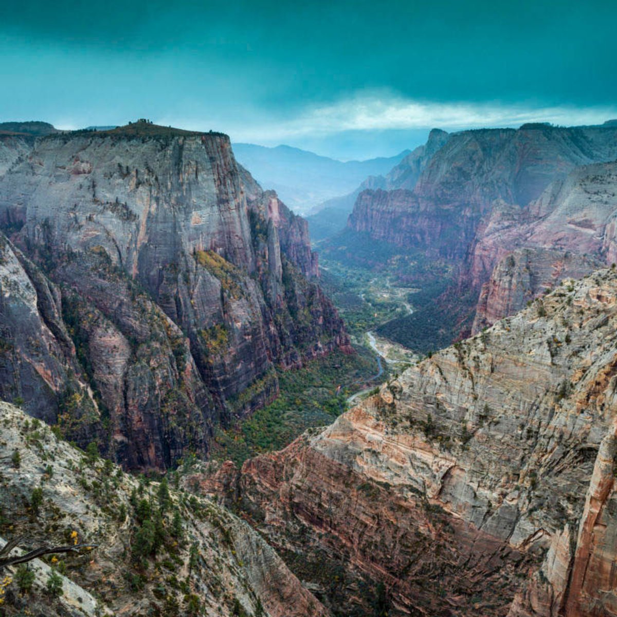 Deep canyon view of Zion National Park from an overlook, with sheer sandstone walls dropping to a tree-lined river corridor below, yellow-leafed tree in the foreground, under an overcast teal sky.