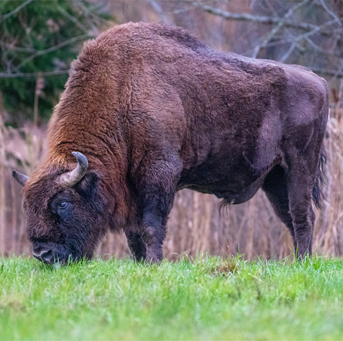 A buffalo grazes on grass.