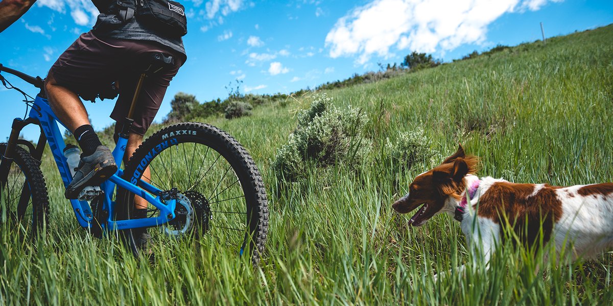 Dog chasing his owner on amountain bike trail.