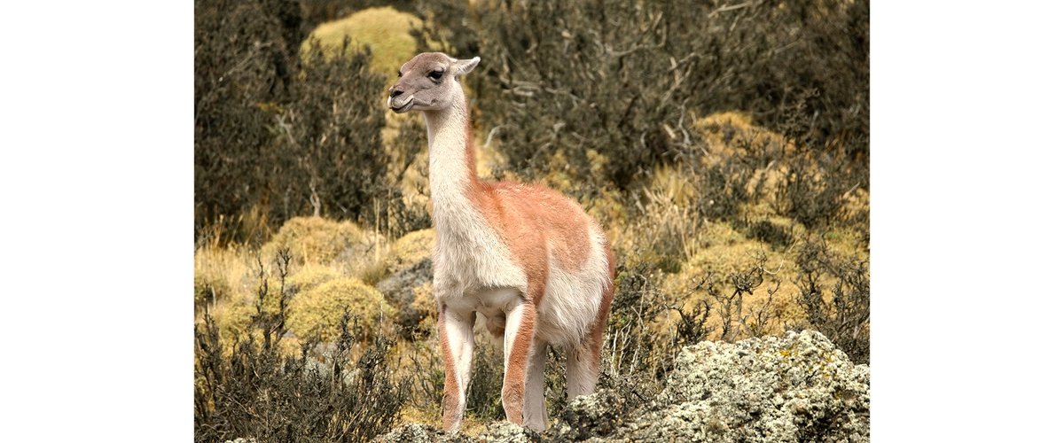 A wold guanaco (a relative of the llama) stands among bushes.