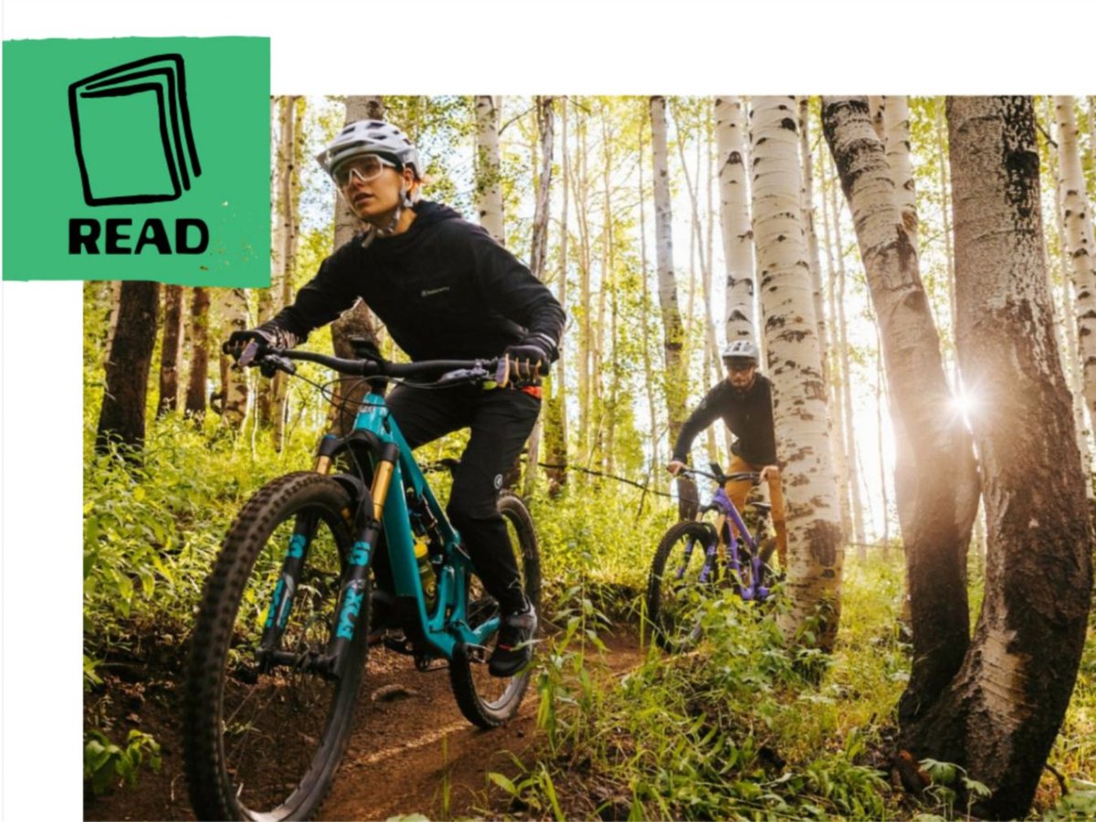 Two riders pedal through an aspen forest as the sun sets. 