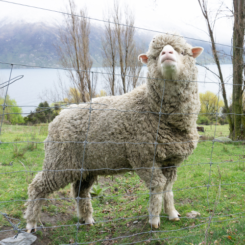 Where Does Your Merino Wool Come From?